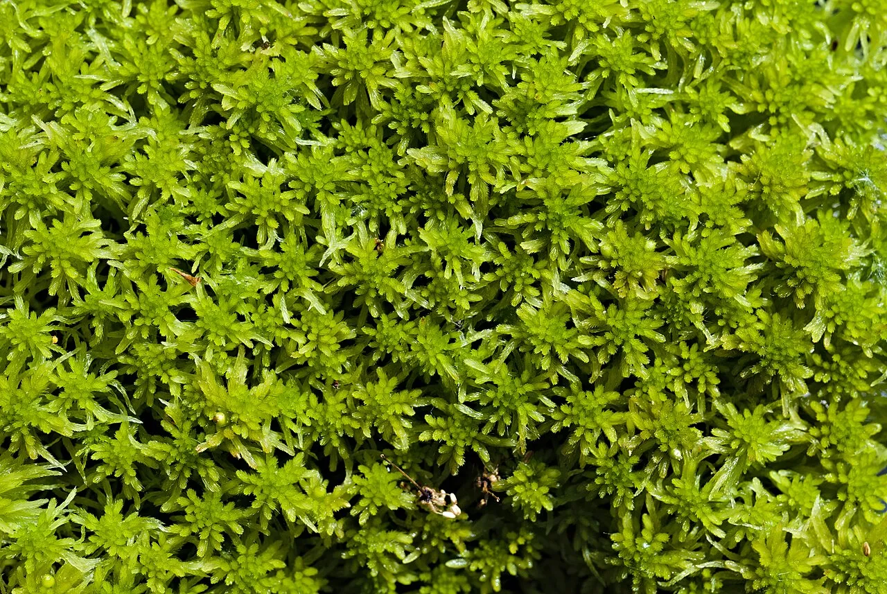 Sphagnum — photo by Leonhard Lenz