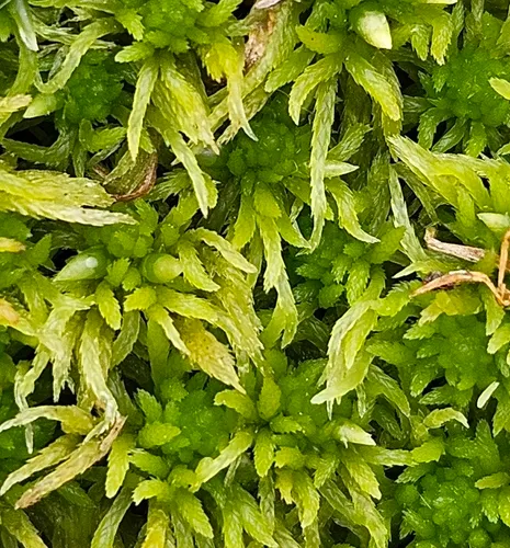 Sphagnum — photo by Helen Waterman