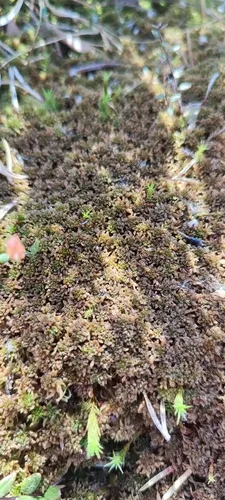 Sphagnum — photo by Никита Зуев