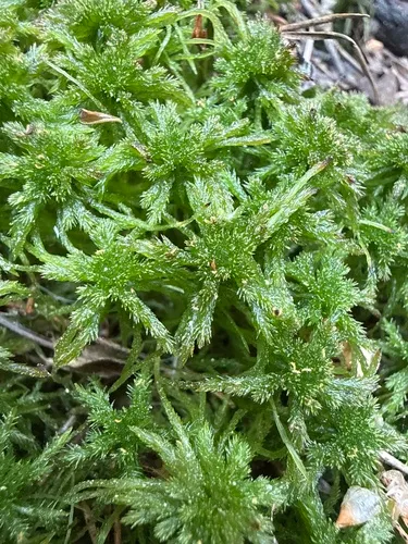 Girgensohn's Sphagnum