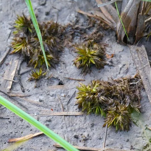 Largeleaf Sphagnum