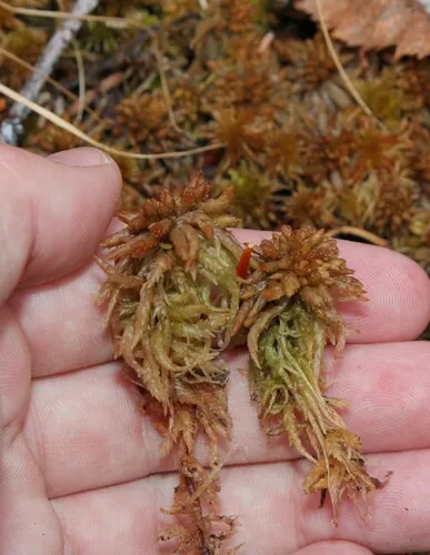 Magellan's Sphagnum