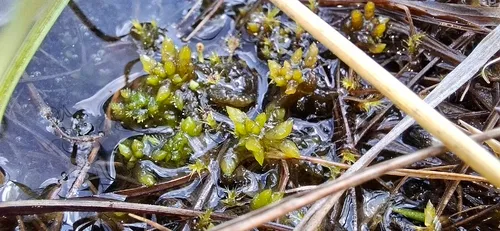 Sphagnum — photo by Tozzia