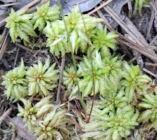 Puerto Rico Sphagnum — photo by Steven Joyner