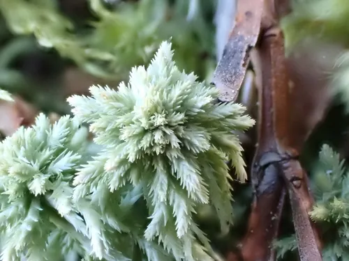 Sphagnum — photo by Dominik Richter