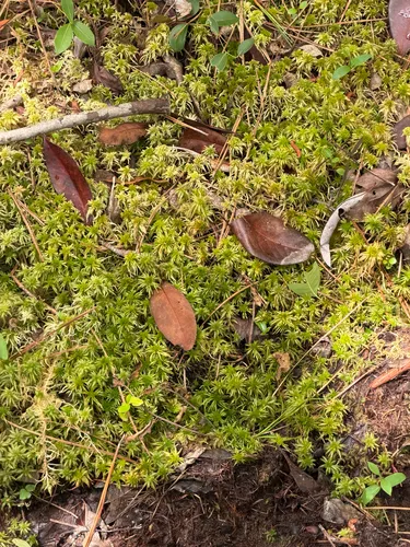 Recurved Sphagnum — photo by Randy Herman