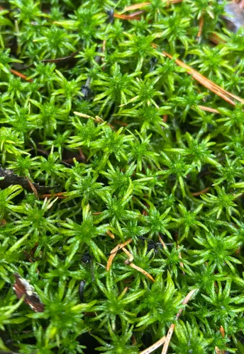 Streamside Sphagnum — photo by nneake