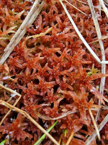 Russow's Sphagnum — photo by Daniel Eikehaugen Solbakk