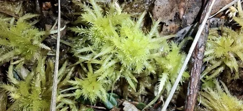 Sphagnum — photo by Tozzia