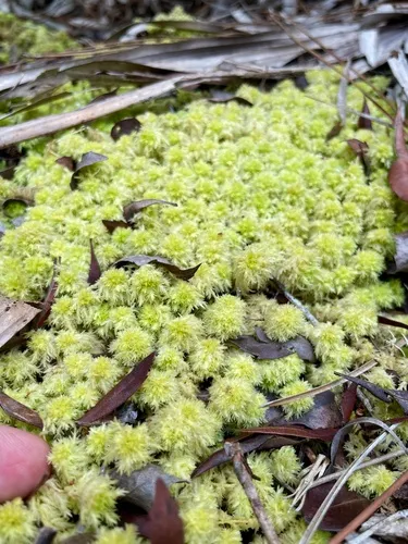 Sphagnum — photo by James Hardee