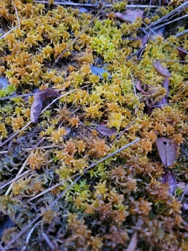 Sphagnum — photo by Quinn Sommer