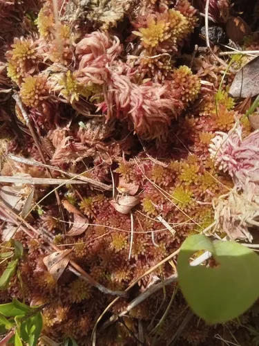 Sphagnum — photo by s_s_farnsworth