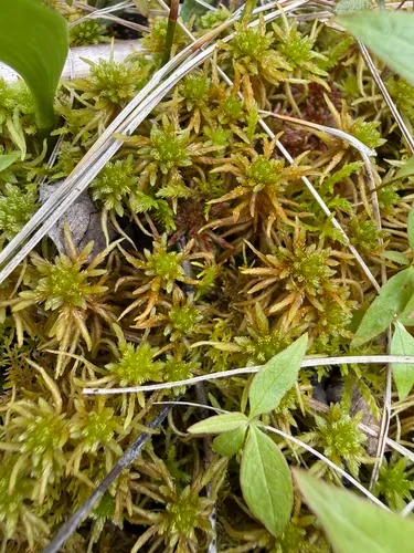 Sphagnum — photo by Brandon Corder