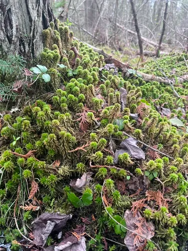 Wulf's Sphagnum — photo by Brad Von Blon