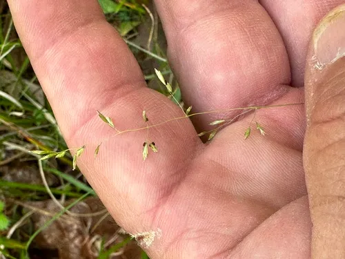 Longleaf Wedgescale