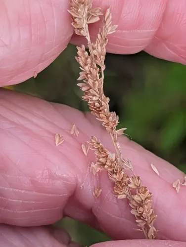 Prairie Wedgescale