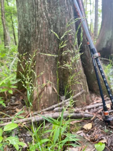 Swamp Wedgescale