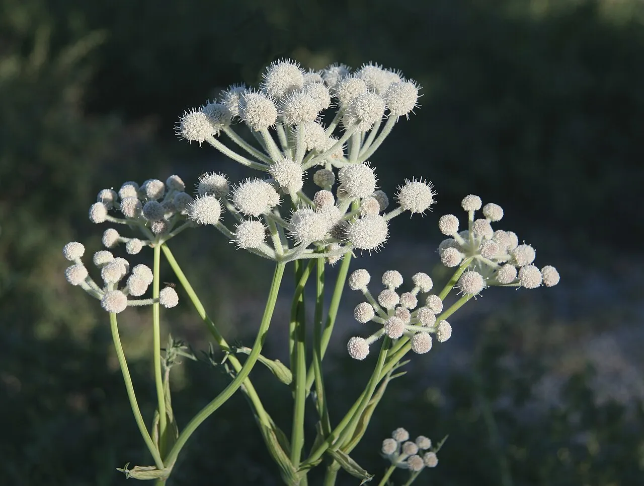 Woollyhead Parsnip — photo by Jane S. Richardson ( talk · contribs )