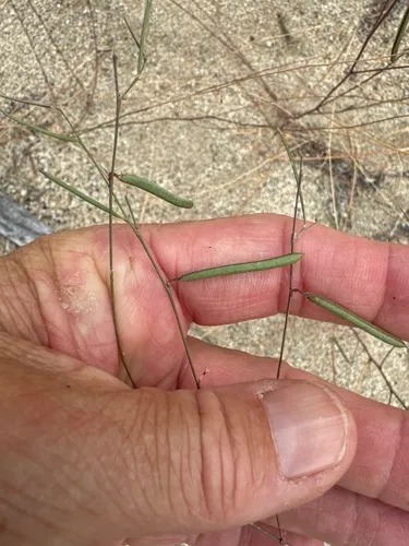 Hourglass Peaseed — photo by jrebman