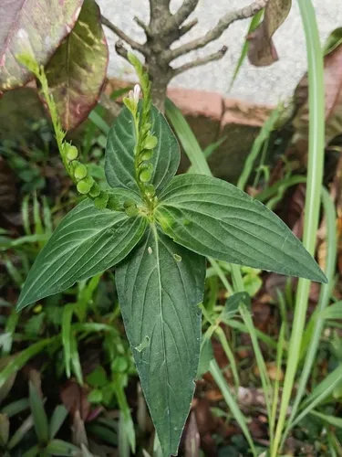 West Indian Pinkroot