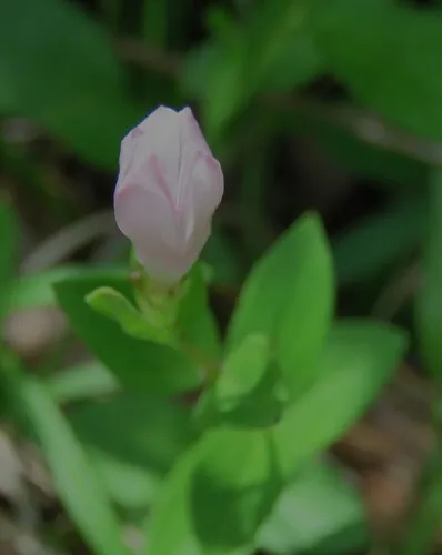 Purpleflower Pinkroot