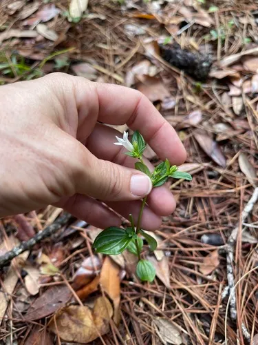 Florida Pinkroot