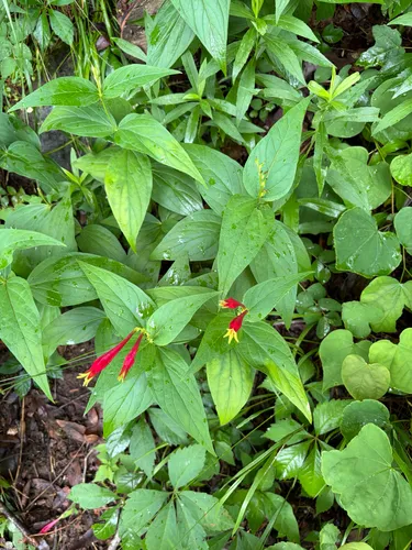 Woodland Pinkroot