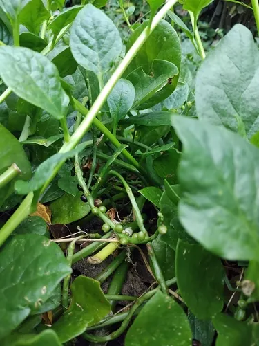 Spinach — photo by Aldrin Sugbo