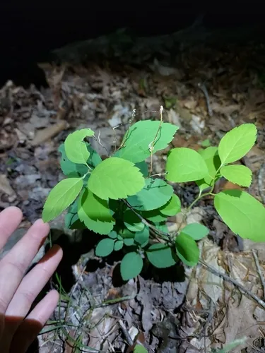 Shinyleaf Meadowsweet