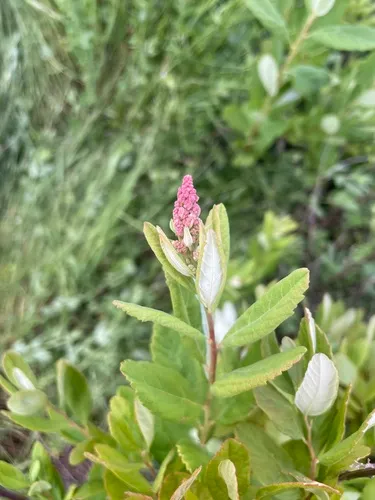 Rose Spirea