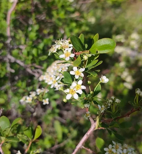 Iberian Spirea — photo by Jorge Pérez Arienza