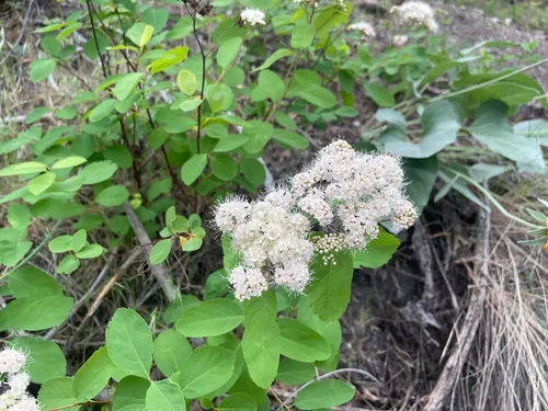 Shinyleaf Spirea