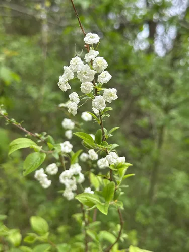 Bridalwreath Spirea — photo by Vicki McKay