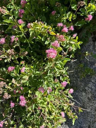 Rose Meadowsweet