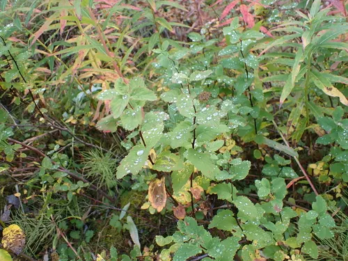 Beauverd Spirea