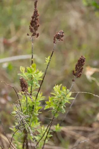Steeplebush — photo by stanselkow