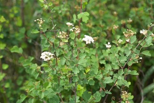 Asian Meadowsweet — photo by Mike Yan