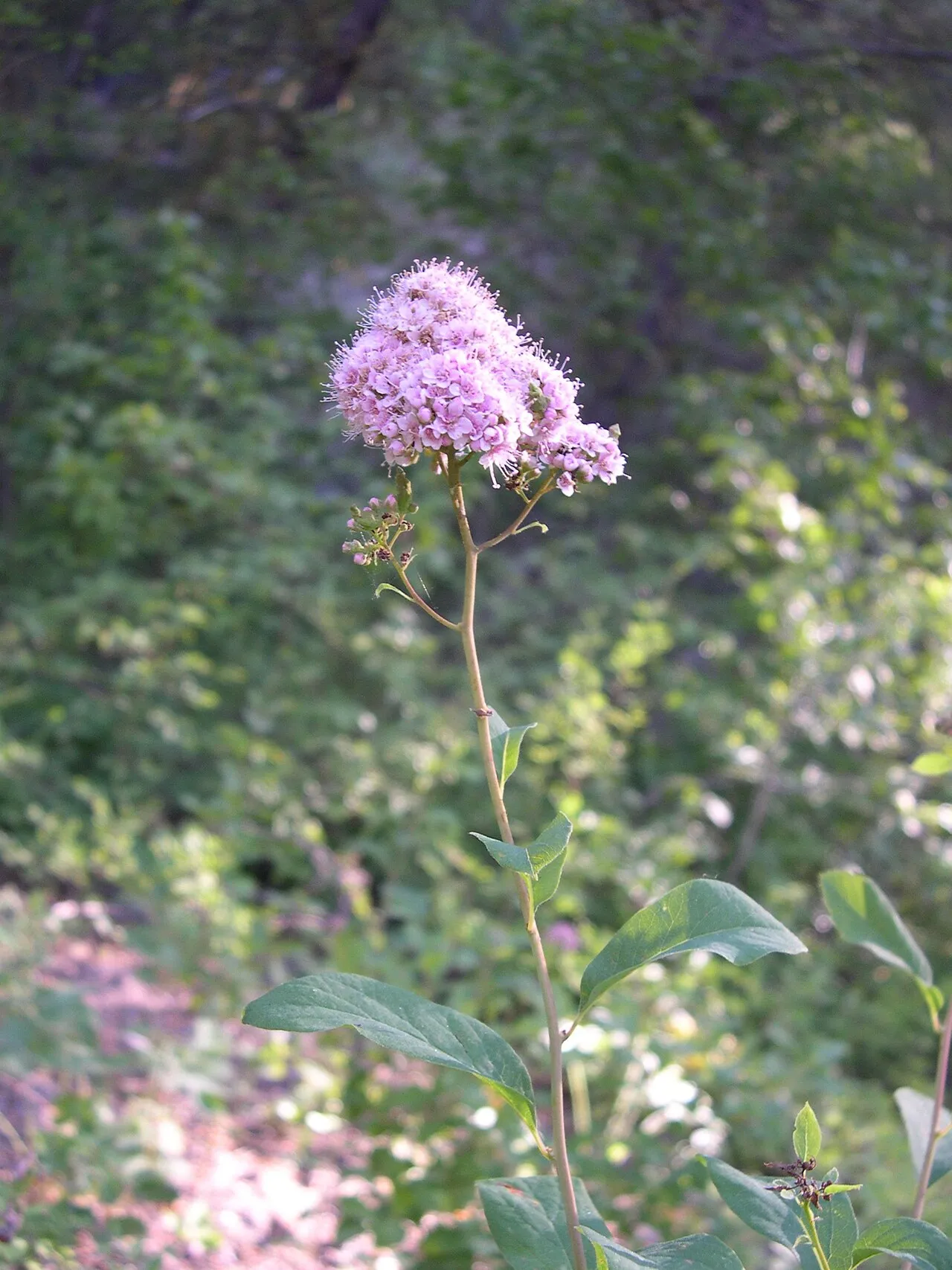 Spirea — photo by Thayne Tuason