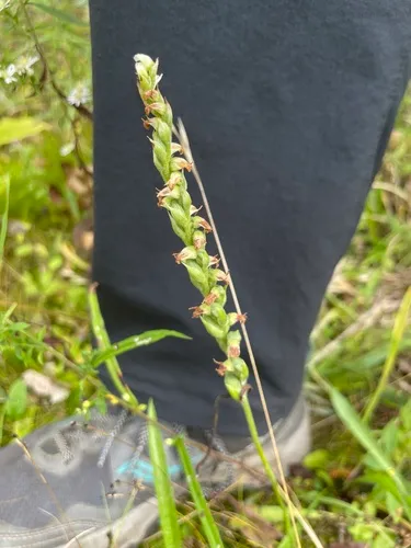 Case's Lady's Tresses — photo by fernny
