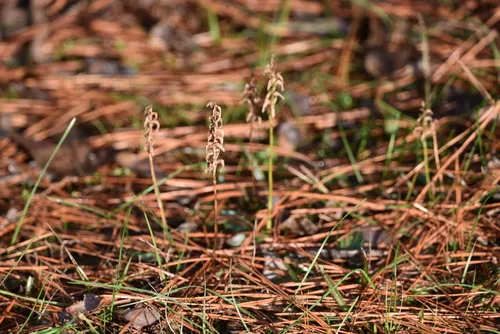 Nodding Lady's Tresses — photo by tnewman