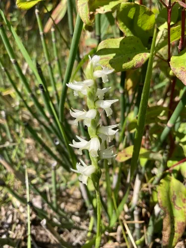 Ute Lady's Tresses — photo by Otto De Groff