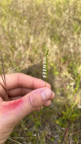 Eaton's Lady's Tresses