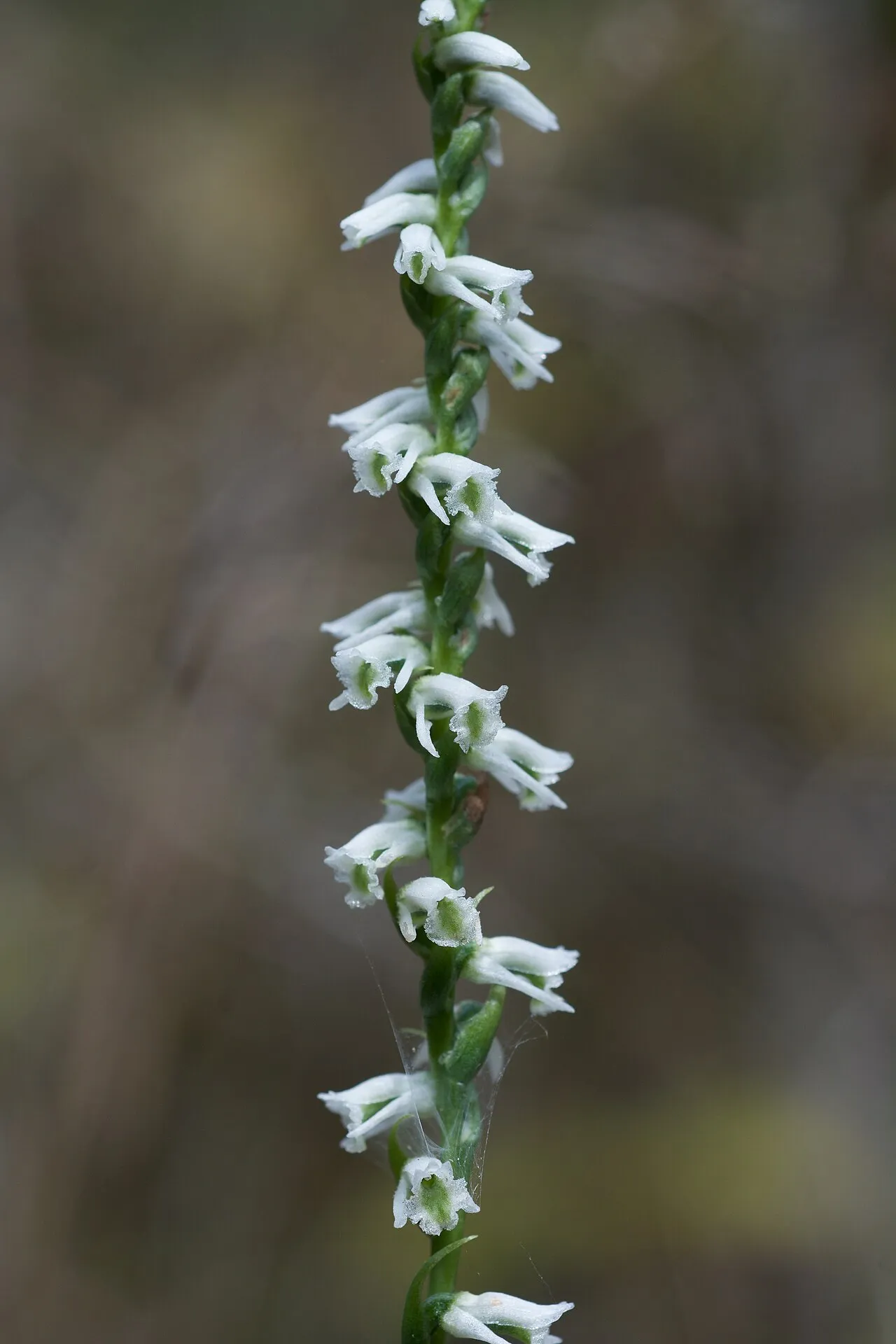 Northern Slender Lady's Tresses (var. gracilis) — photo by Eric Hunt