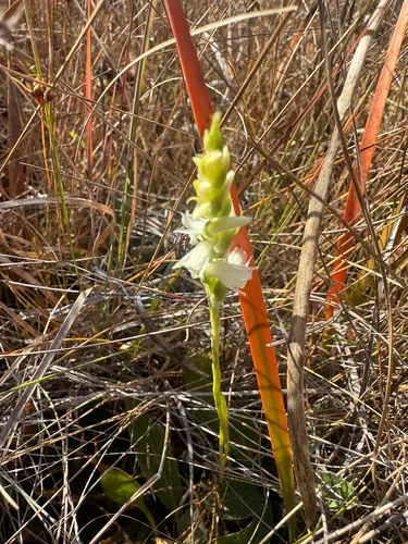 Lacelip Lady's Tresses — photo by mnd10