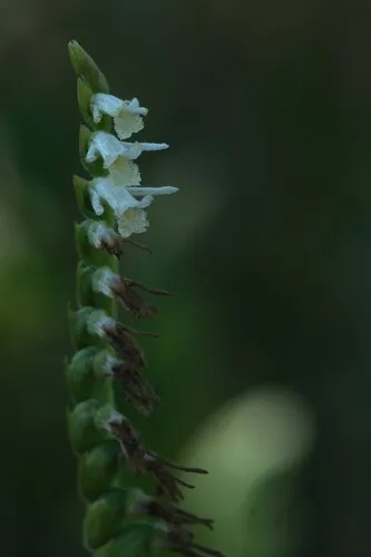 Giantspiral Lady's Tresses