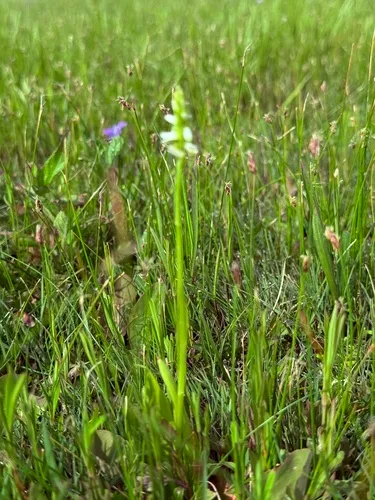 Shining Lady's Tresses — photo by sandlakelabs