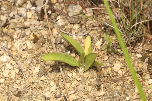 Great Plains Lady's Tresses — photo by Reid Hardin