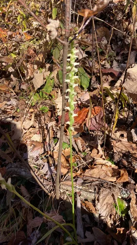 Yellow Nodding Lady's Tresses — photo by Molly Bahr