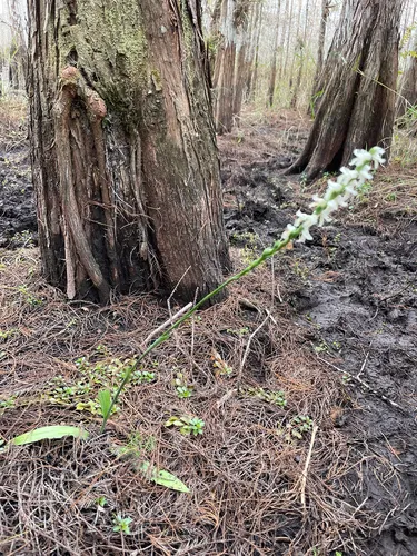 Marsh Lady's Tresses — photo by Steven Wagner