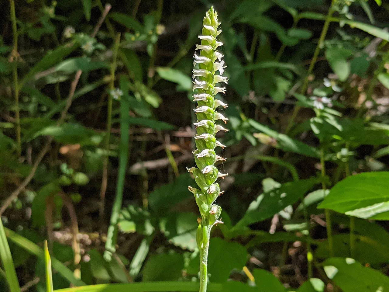 October Lady's Tresses (var. erostellata) — photo by Allefant